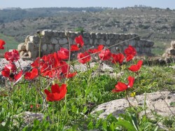 Tel Beit Shemesh National Park Logo