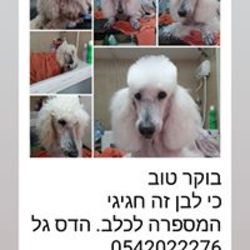 המספרה לכלב הדס גל לוגו