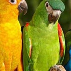 parakeet store near me