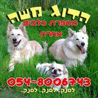 הדוג משה לוגו