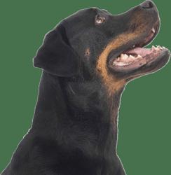 צ'אמפדוגס Champdogs לוגו