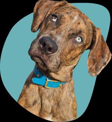 Roni Loves Zion Dog Training Logo