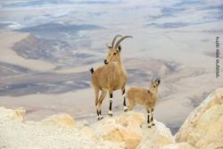 בית השמש מצפה רמון شعار
