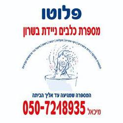פלוטו לוגו