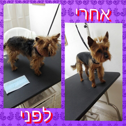 מספרת חיות ליאן לוגו