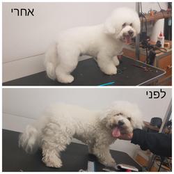 ספאפי לוגו