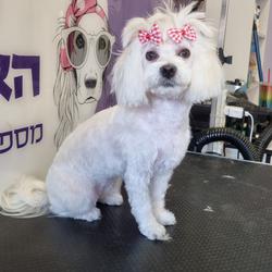 תמונה של מלכת האמבטיה