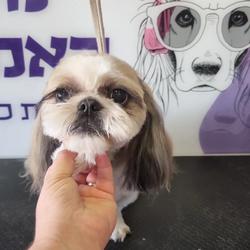 תמונה של מלכת האמבטיה