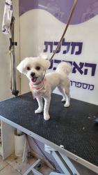 תמונה של מלכת האמבטיה