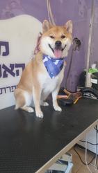 תמונה של מלכת האמבטיה