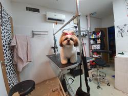 the barberdog pet store