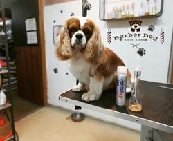 the barberdog pet store