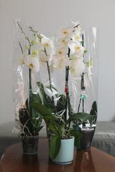 Perianth floral Logo