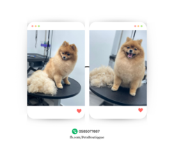 תמונה של Pets Boutique