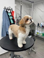 תמונה של Pets Boutique