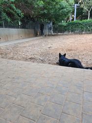 וינר לוגו