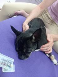 Puppyon pet wholistic grooming Logo