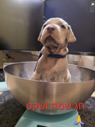 Blue Eyes Weimaraners לוגו